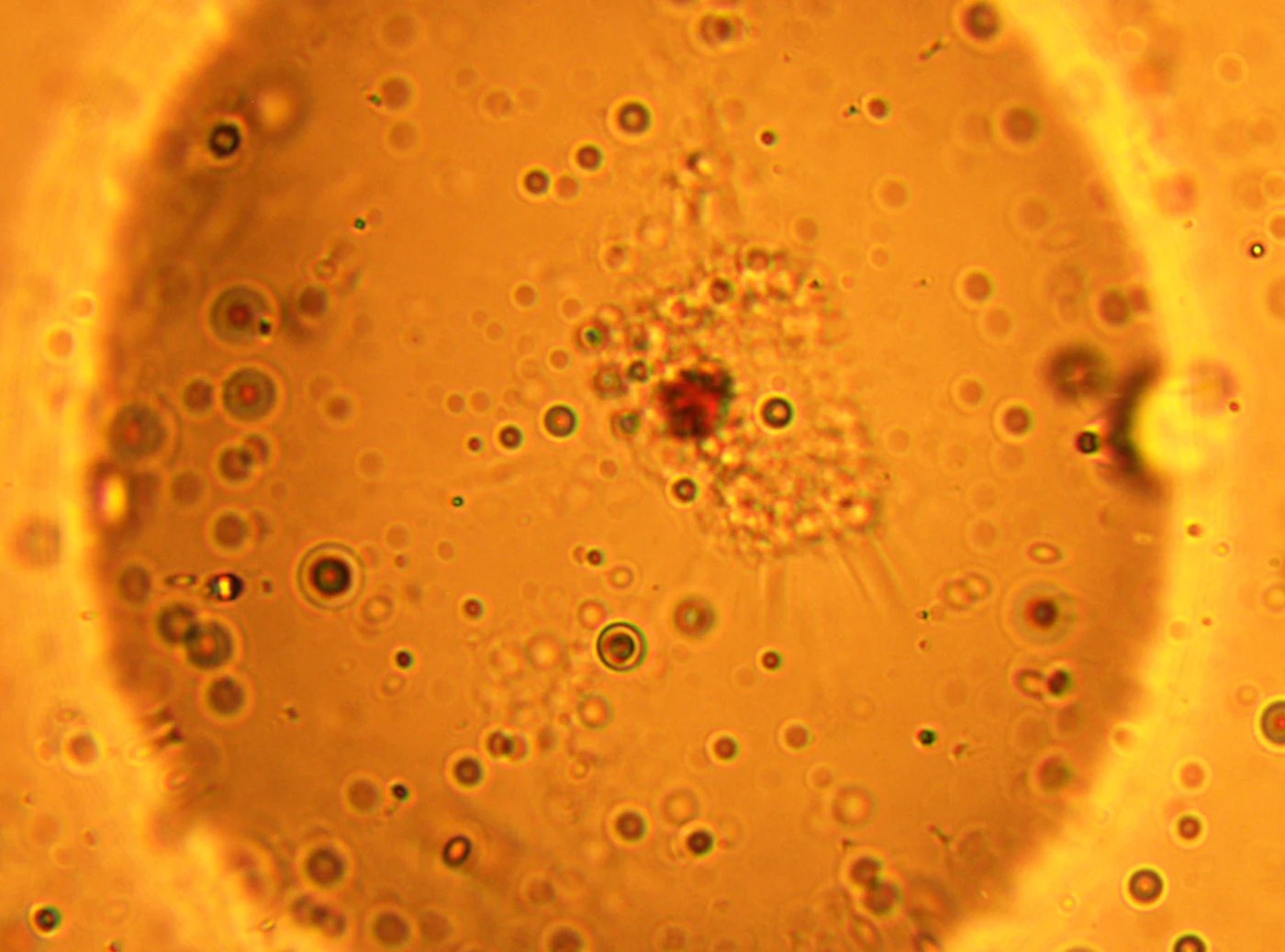 A giant unilamellar vesicle filled with small particles.