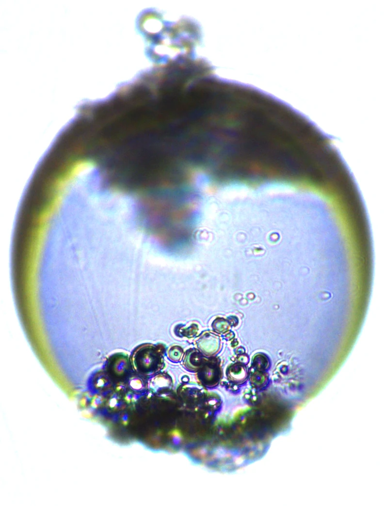 Bottom of the drop after the field: particles gathered in clusters at the poles.